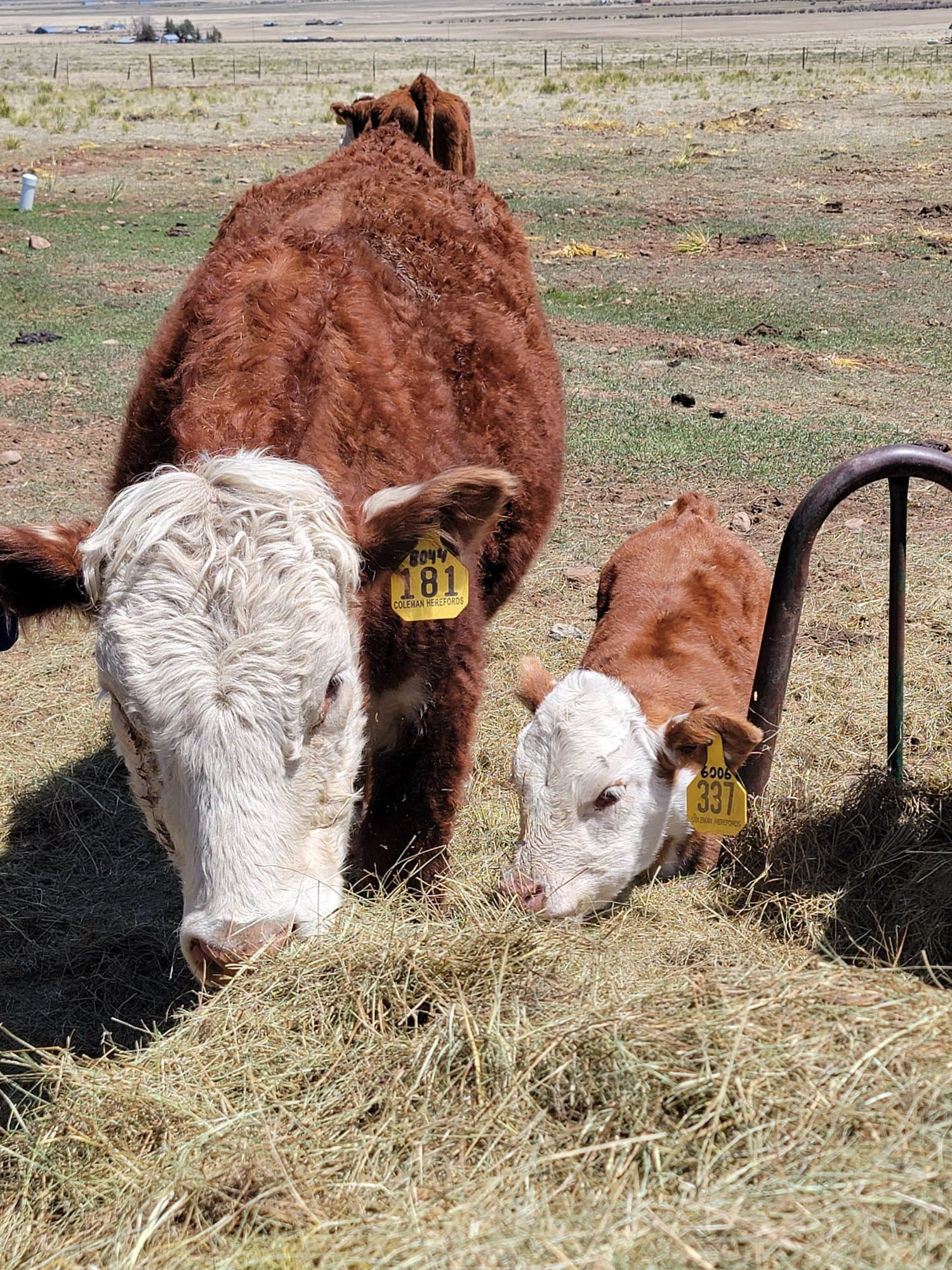 White-faced cow and calf eating hay at the feeder