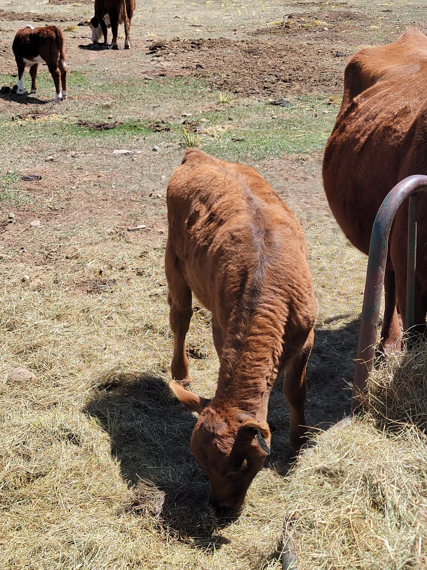 Red calf walking through the hay
