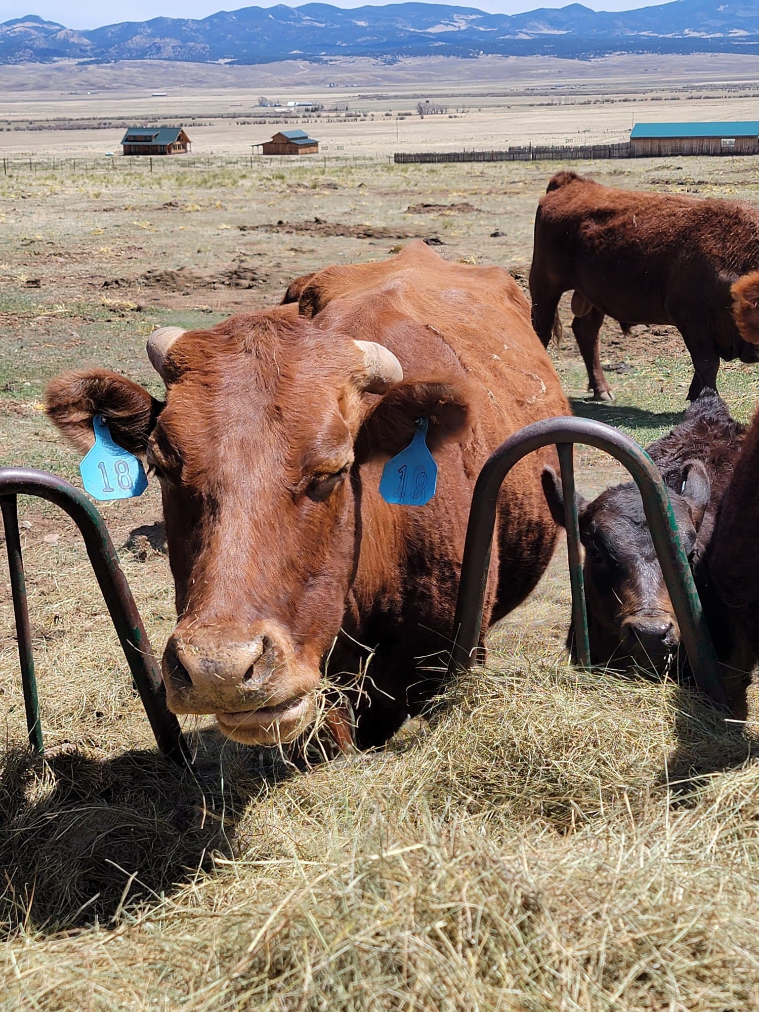Tagged red cow at the hay feeder, close up