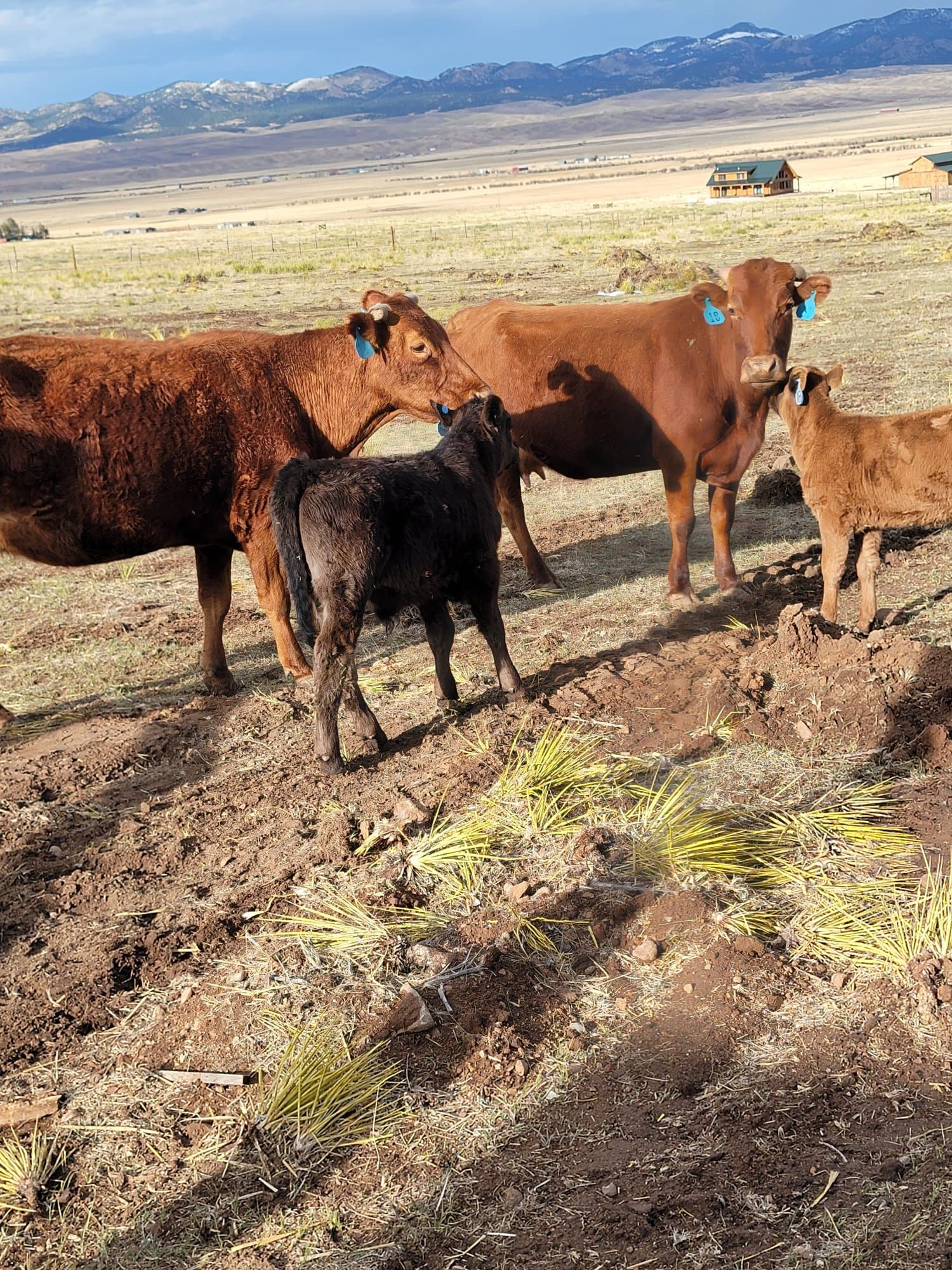 Cows and calves on a spring evening