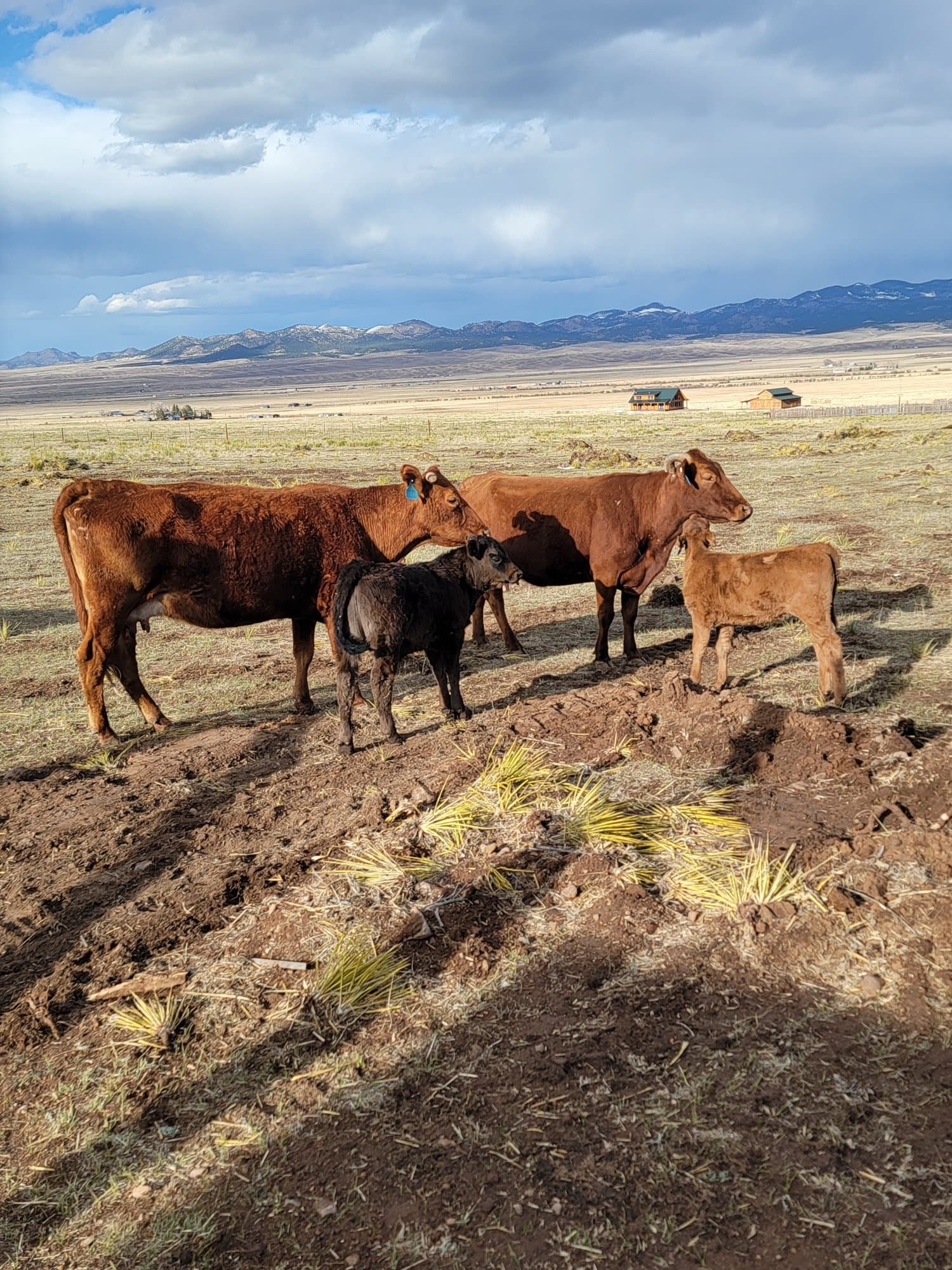 Cow-calf pairs