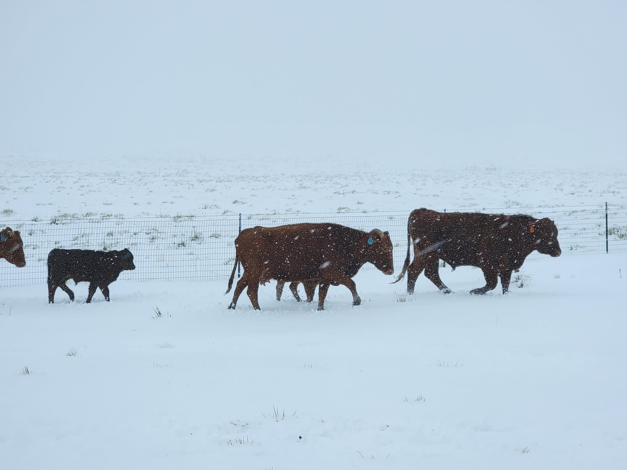 Cows walking through fresh snow
