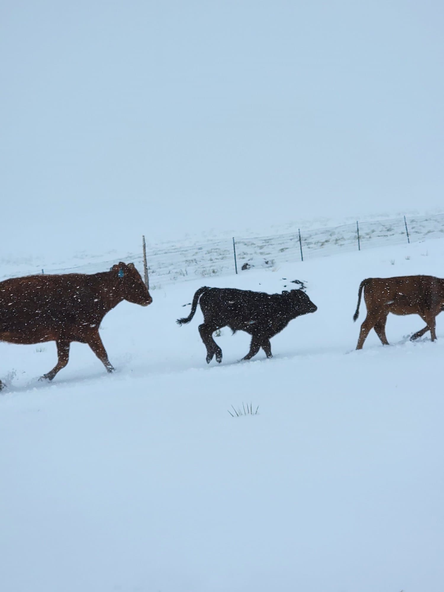Two cows in a snowy pasture