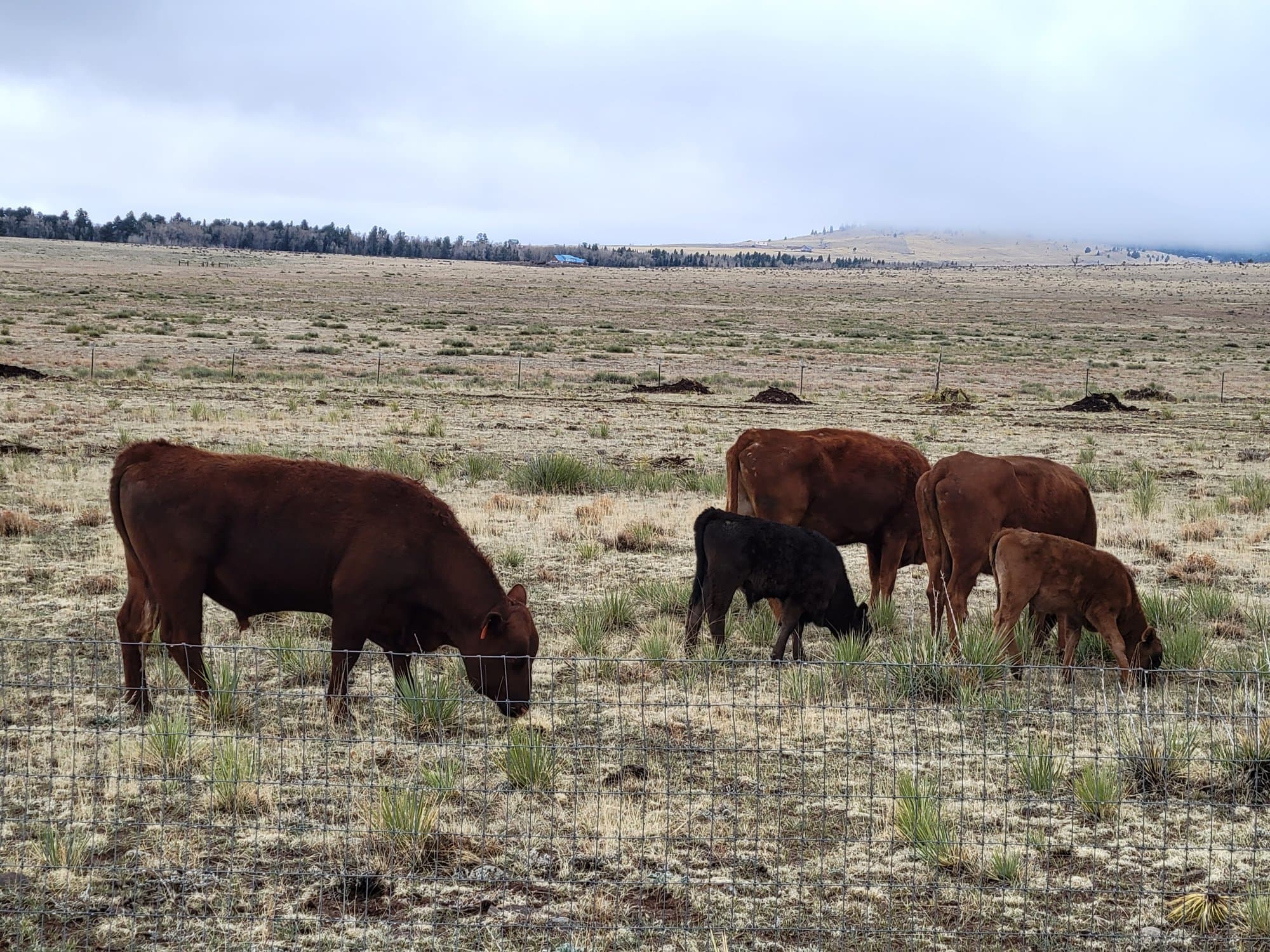 Red cows and calves grazing on spring pasture with the treeline behind