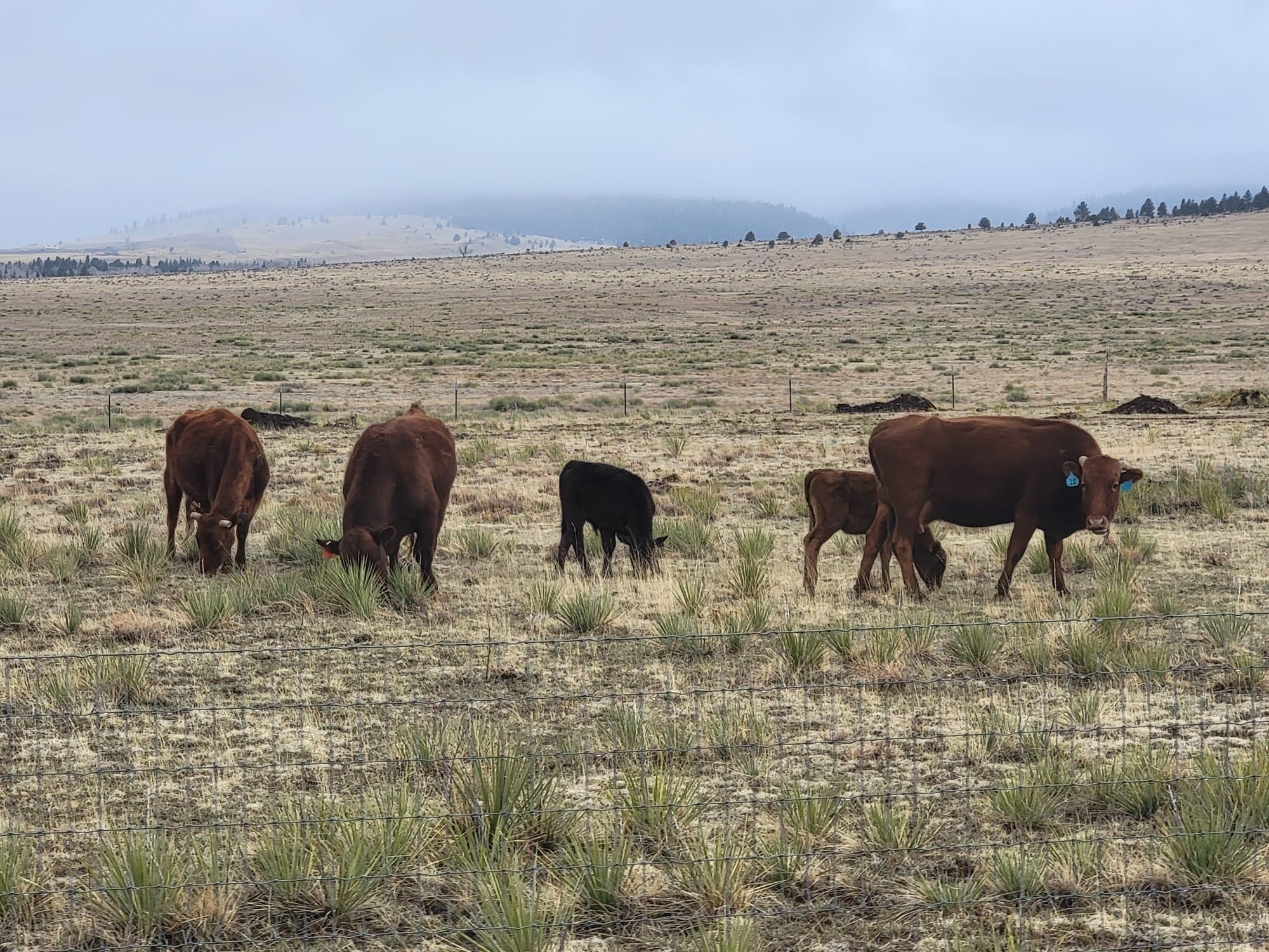Cattle spread across open range under a cloudy sky