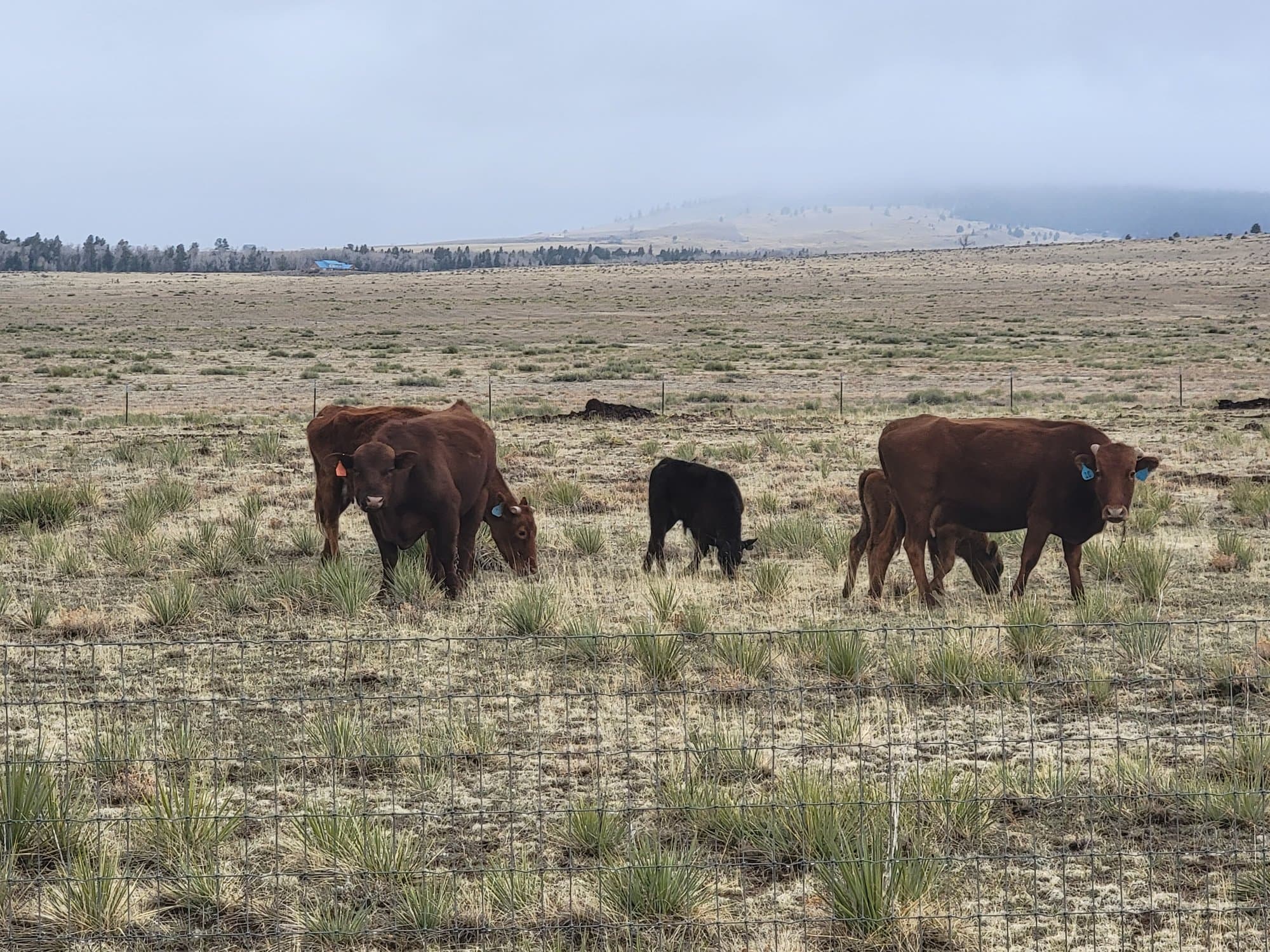 Herd grazing near the fence line