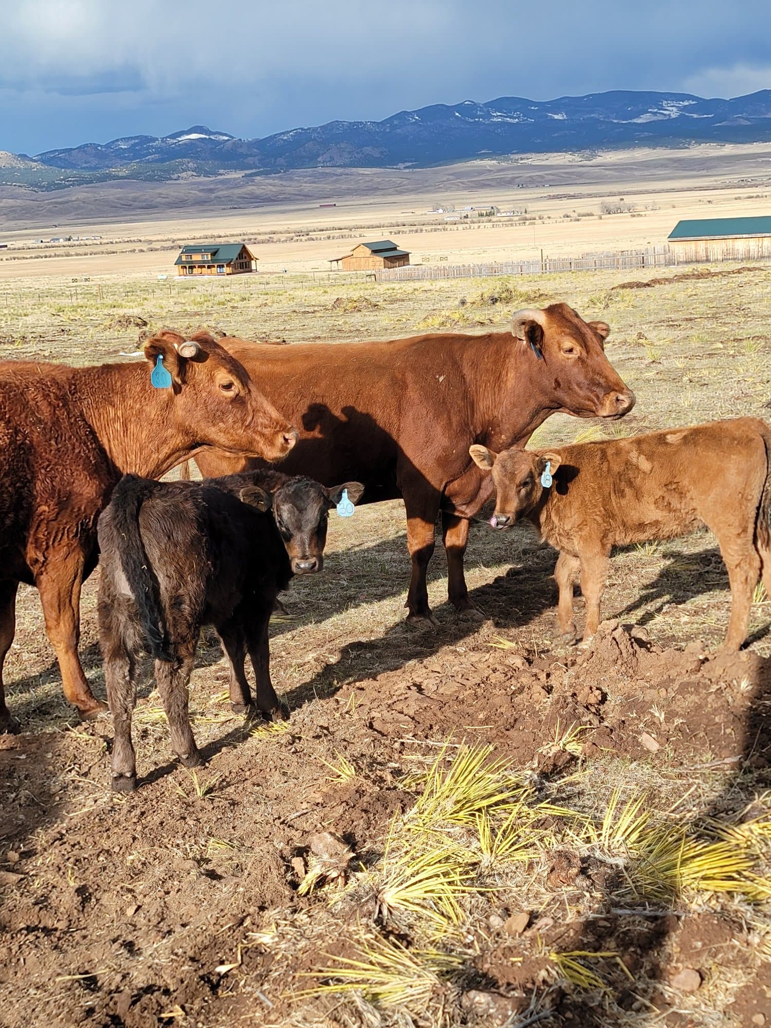 Two red cows with their calves in evening light, mountains behind