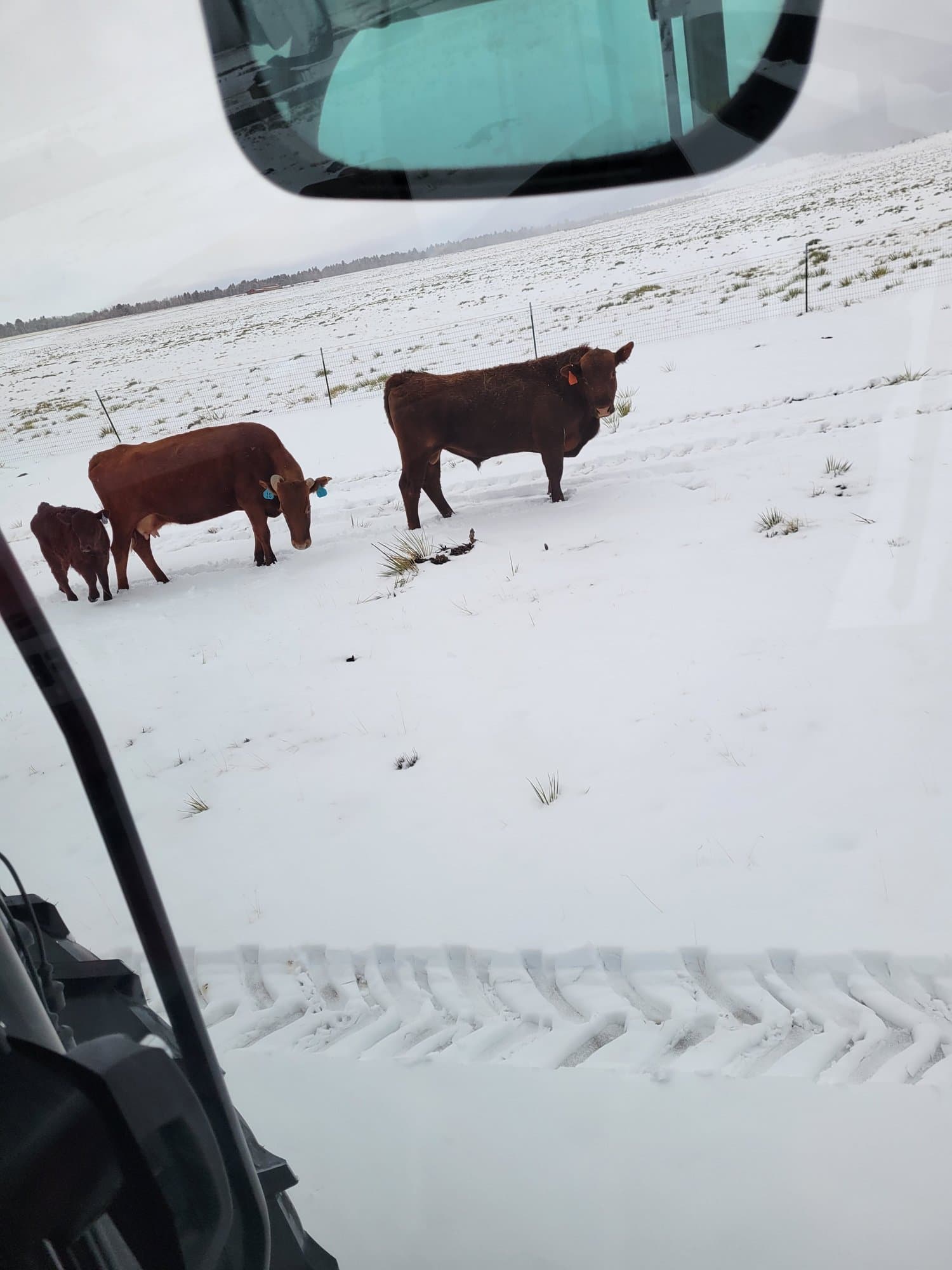 Cow and calf in the snow