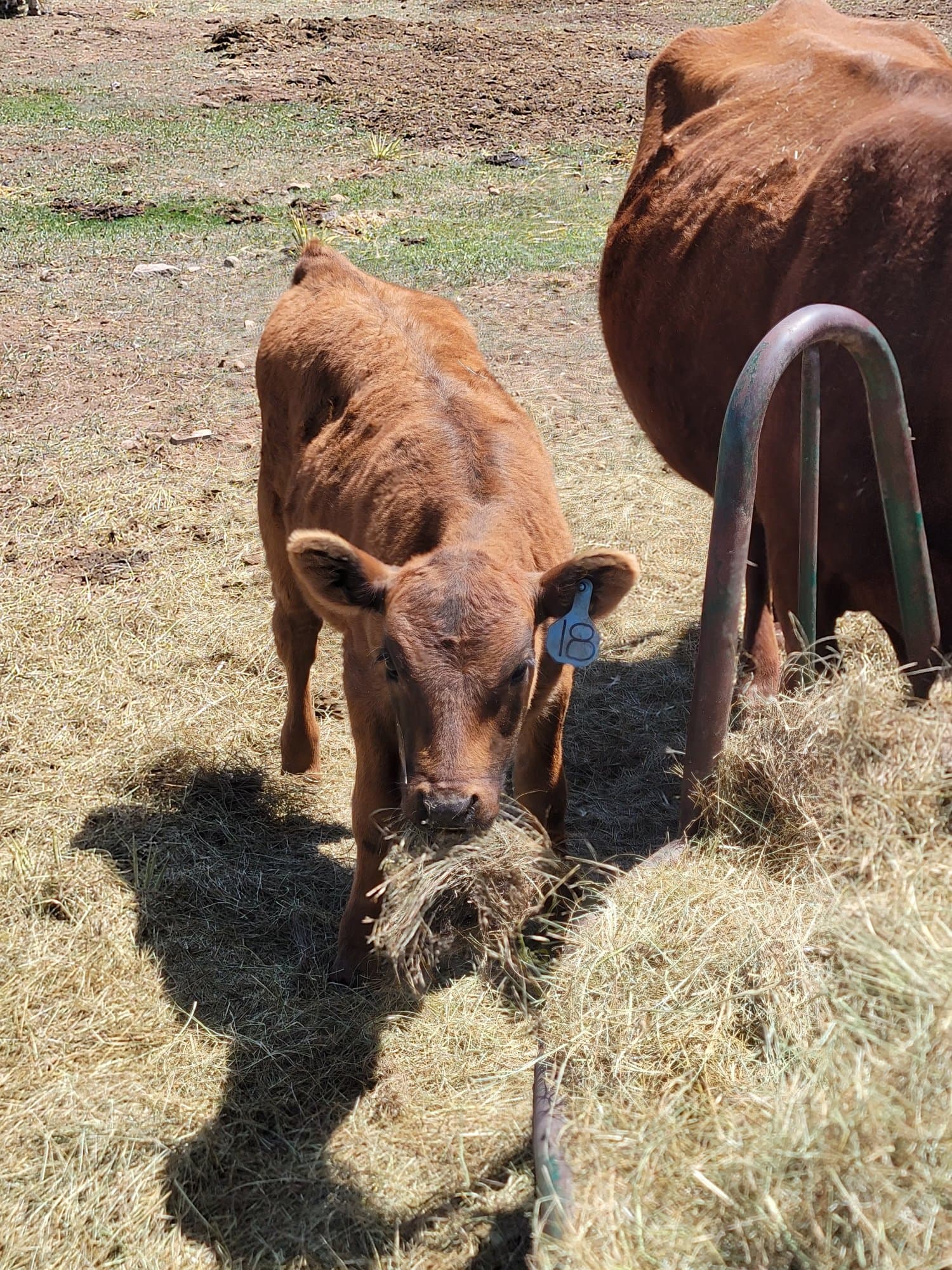 Replacement heifers