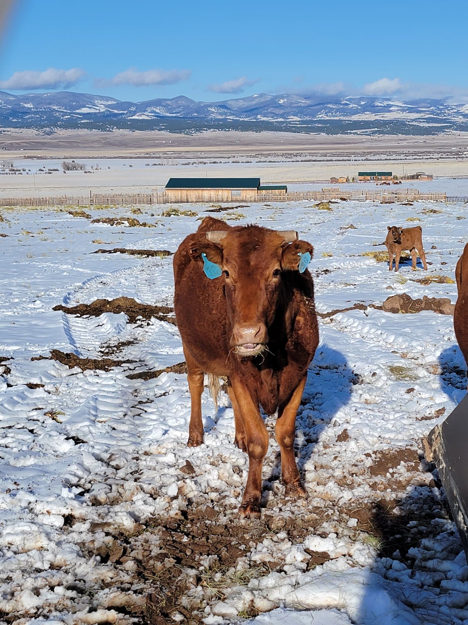 Bred cows