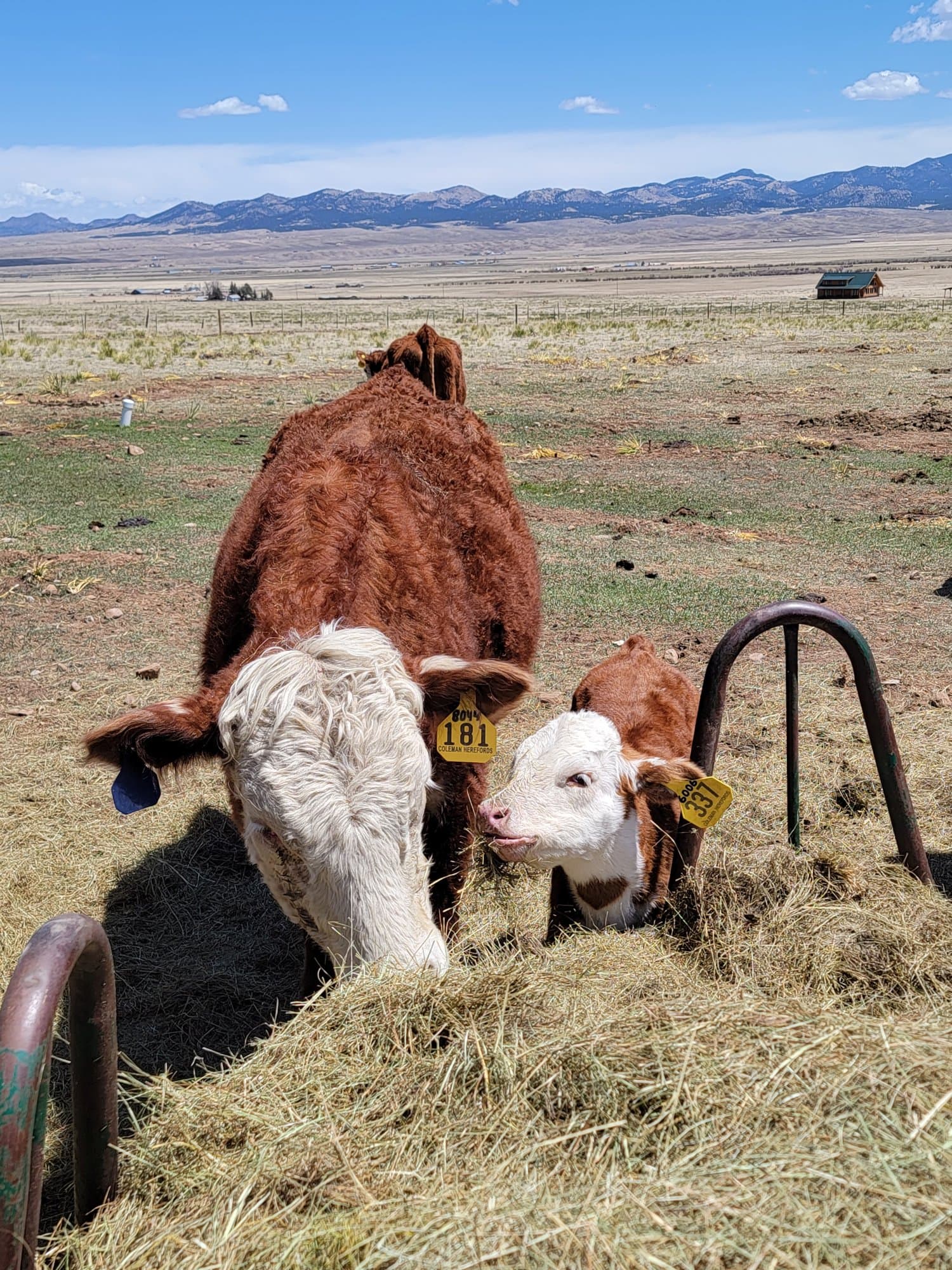 Cow and white-faced calf at the feeder with the valley behind